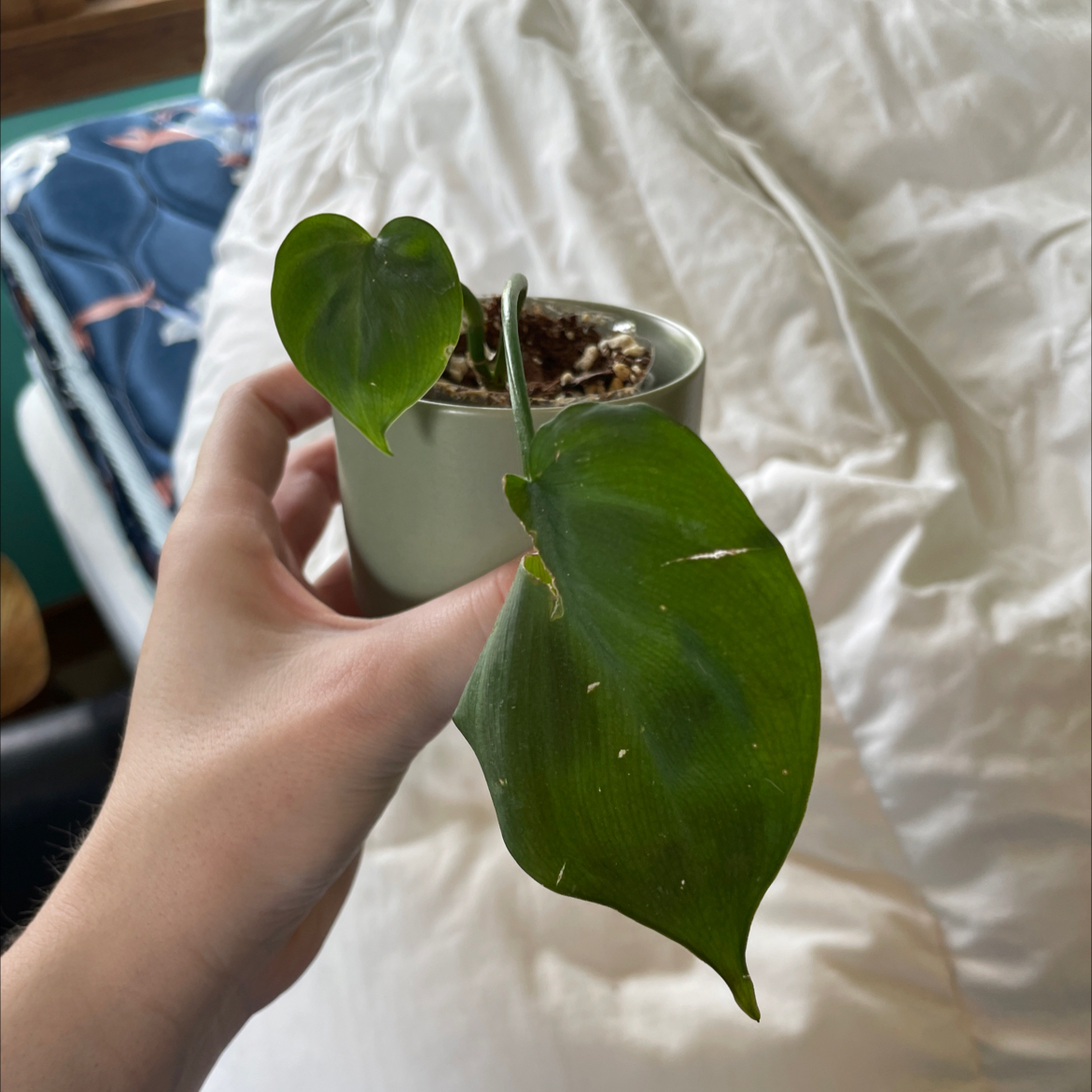 Camposportoanum Velvet Shield plant with heart-shaped leaves held by a hand in a small pot.