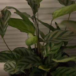 Calathea 'Freddie' plant