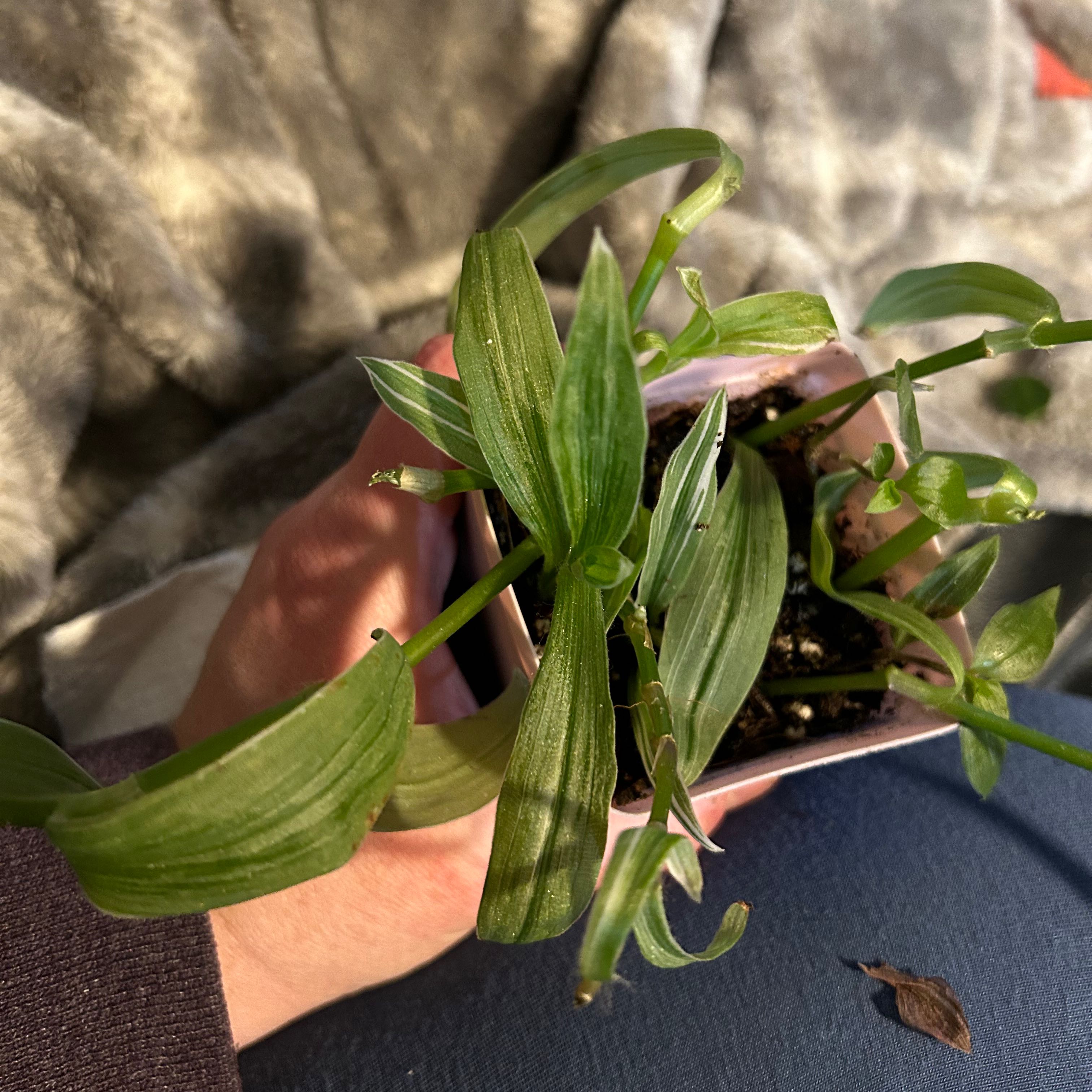 Tradescantia albiflora 'Albovittata' plant with visible soil and some leaf curling.