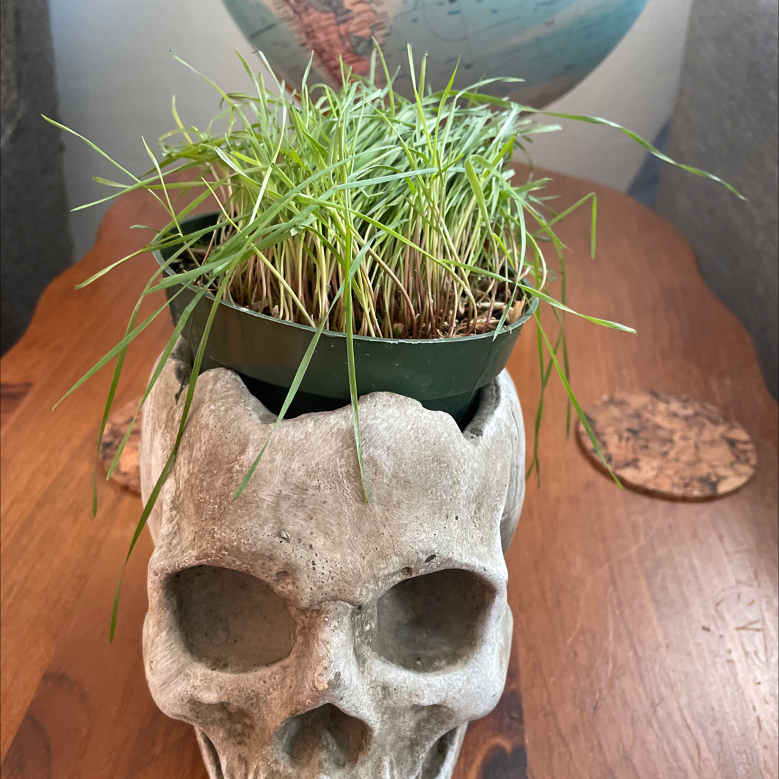 Pot of cat grass in a skull-shaped container with some yellowing at the base, placed on a wooden surface.