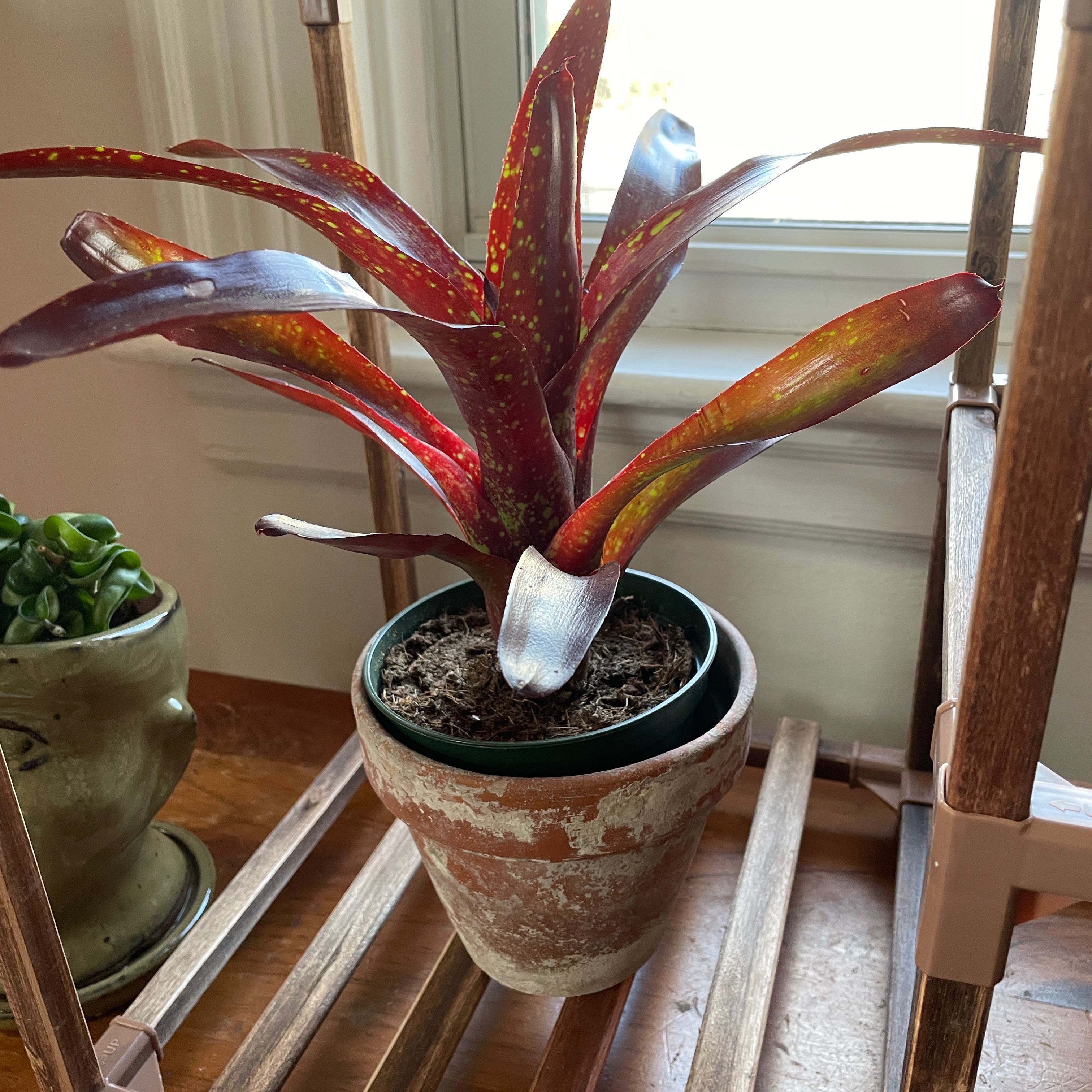 Plant care for Aechmea fasciata 'Primera' on Greg, the plant care app