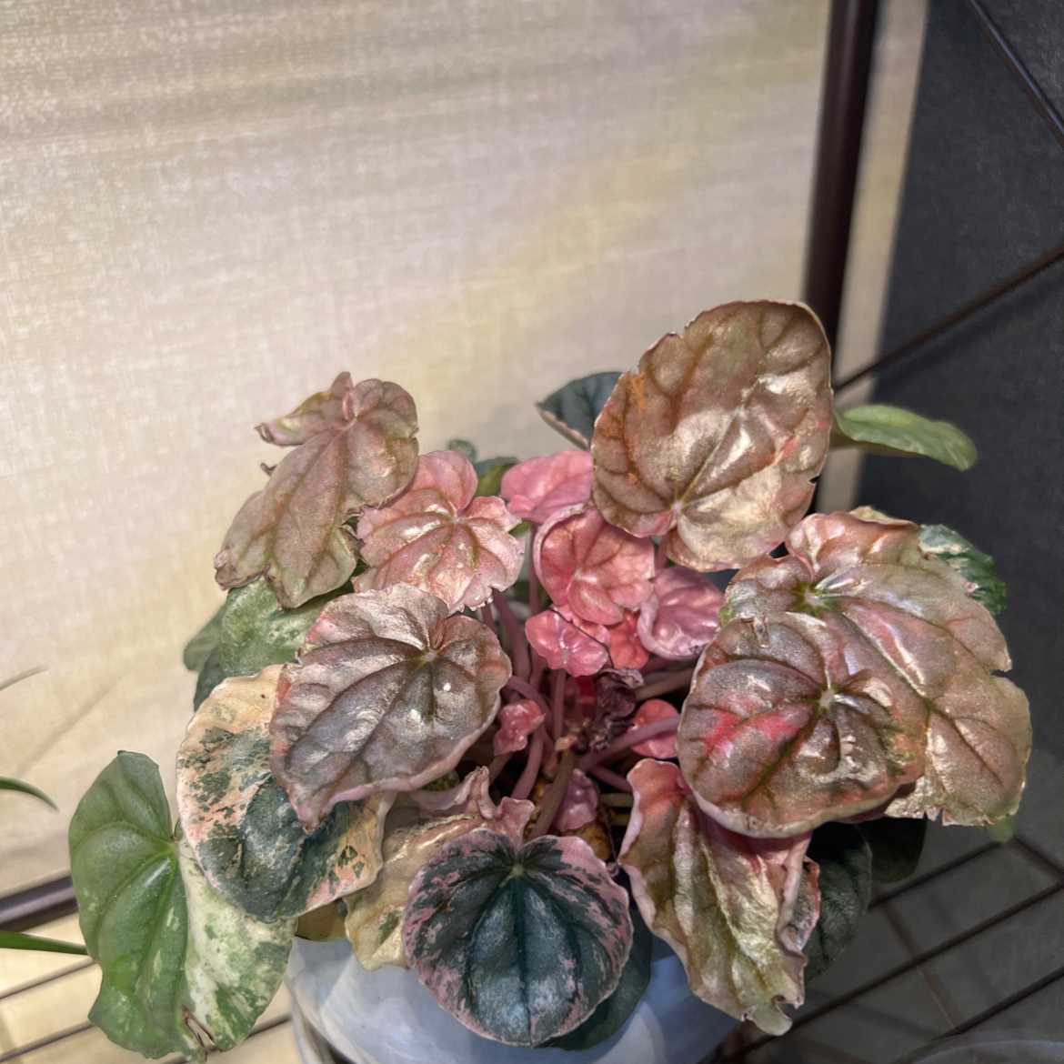 Peperomia Pink Lady plant with variegated leaves showing signs of yellowing and browning.
