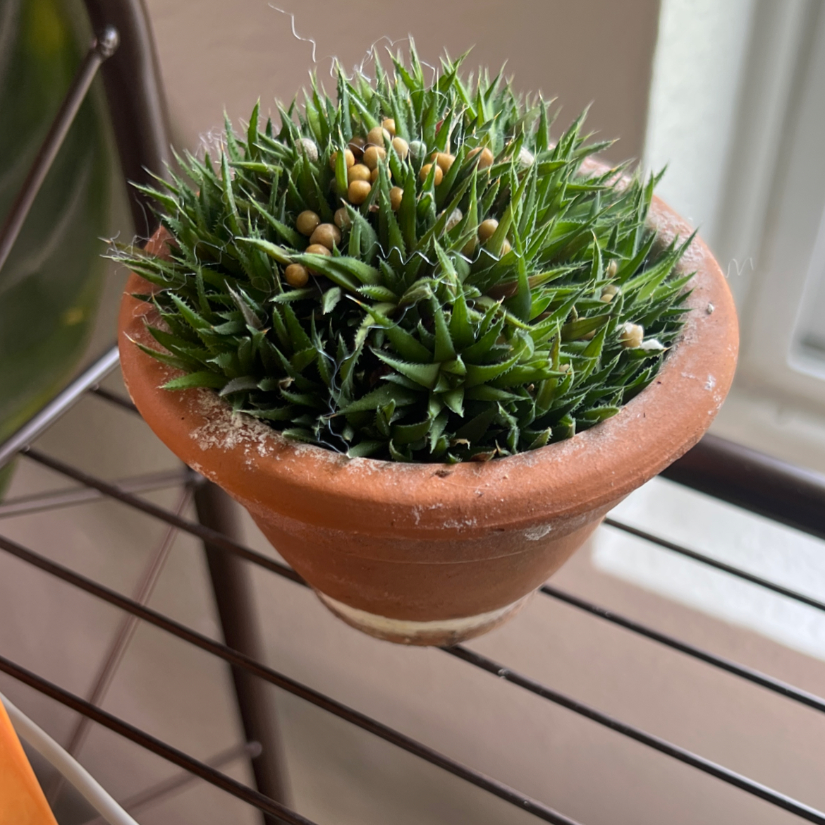 Photo of the plant species Narrow-leaved Haworthia by @maksaff named Messi on Greg, the plant care app