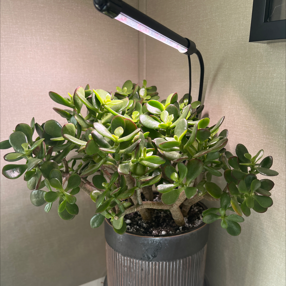 Healthy Golden Jade plant in a pot under a grow light.