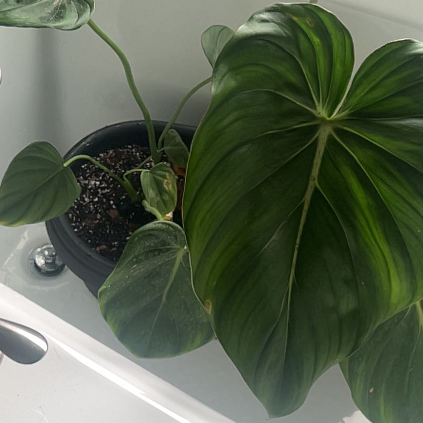 Philodendron Pastazanum plant in a pot with visible soil, placed in a sink.