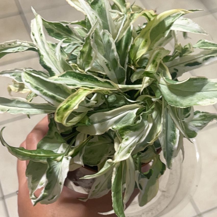 Photo of the plant species Syngonium Starlite by @maksaff named Starlite on Greg, the plant care app