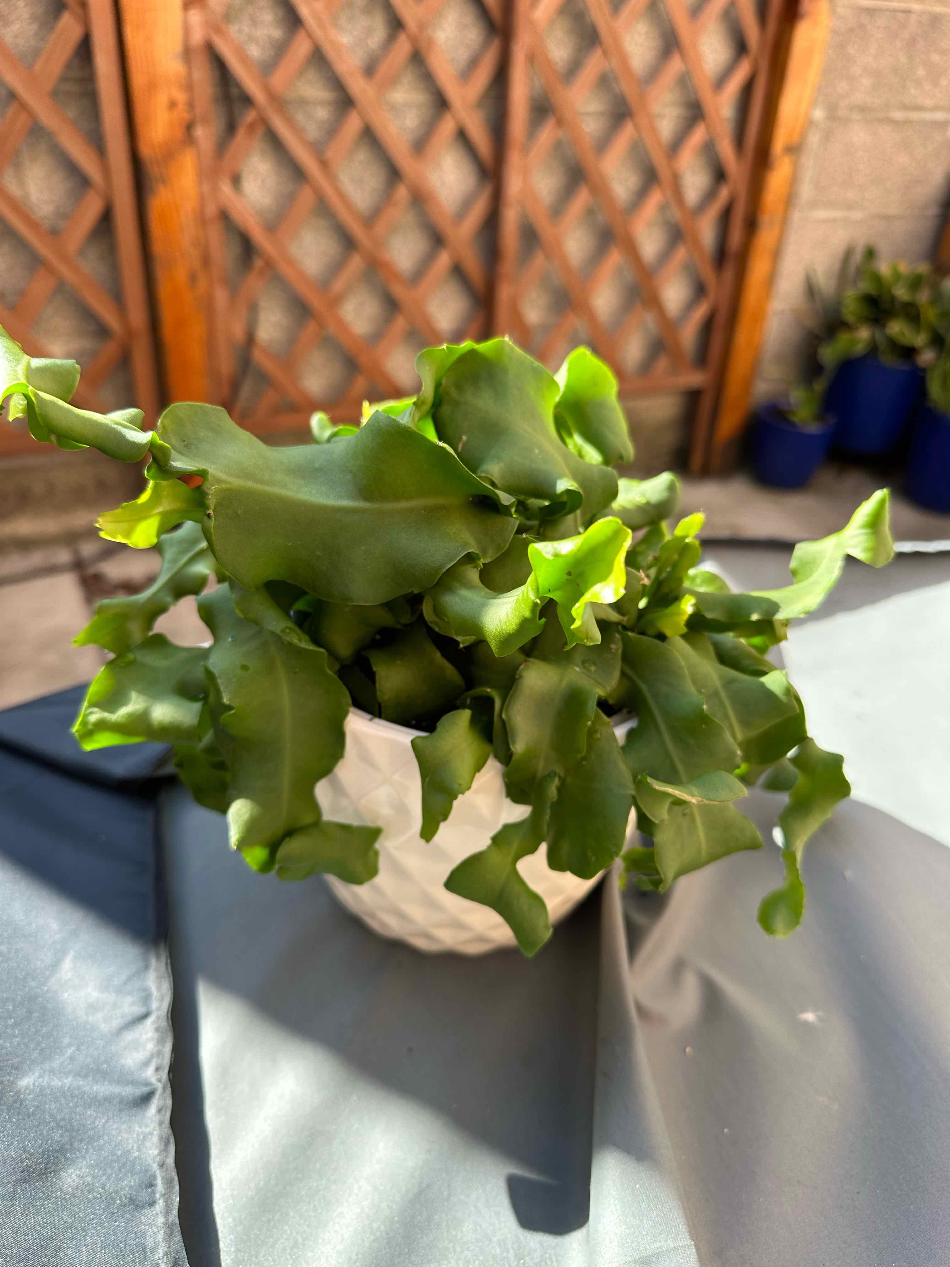 Curly Locks Orchid Cactus in a white pot with vibrant green leaves.