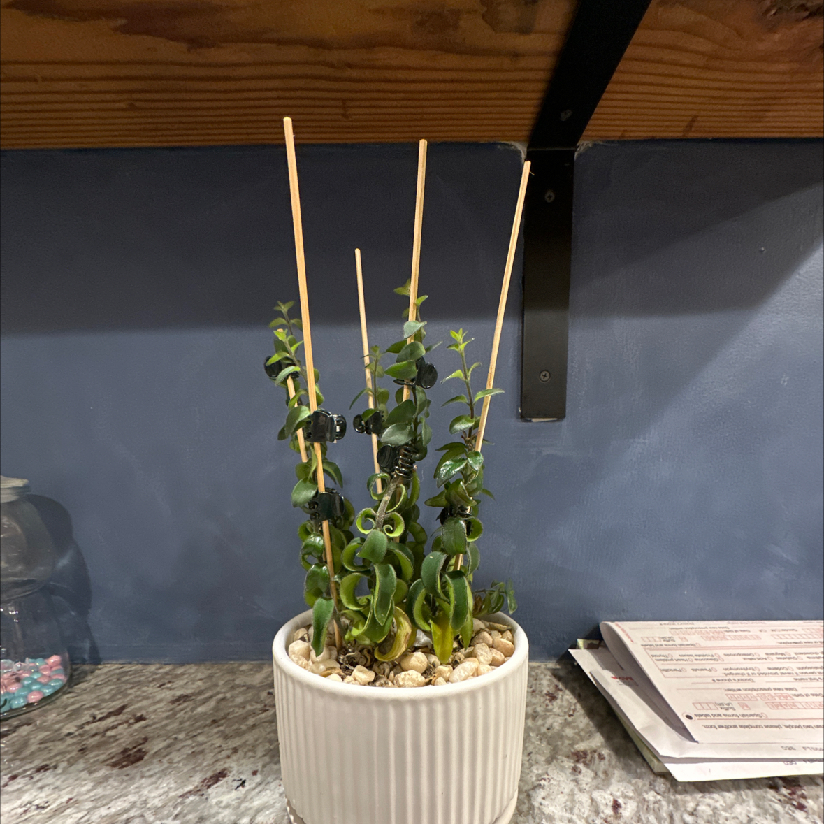 Potted Lipstick Vine plant supported by wooden stakes, appears healthy.