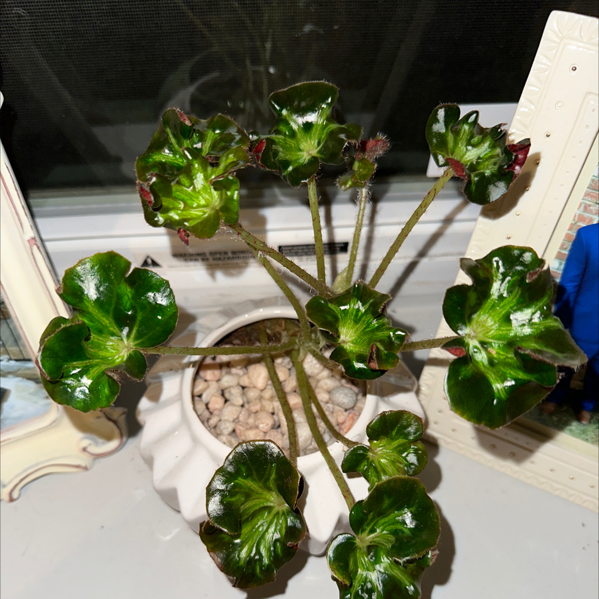 Photo of the plant species begonia stained glass by @myplantjournal named Begonia Cathedral on Greg, the plant care app