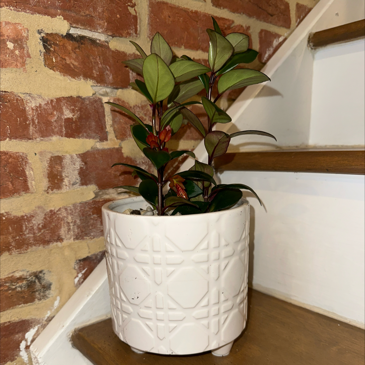 Photo of the plant species gold fish plant by @myplantjournal named Nemanthus on Greg, the plant care app
