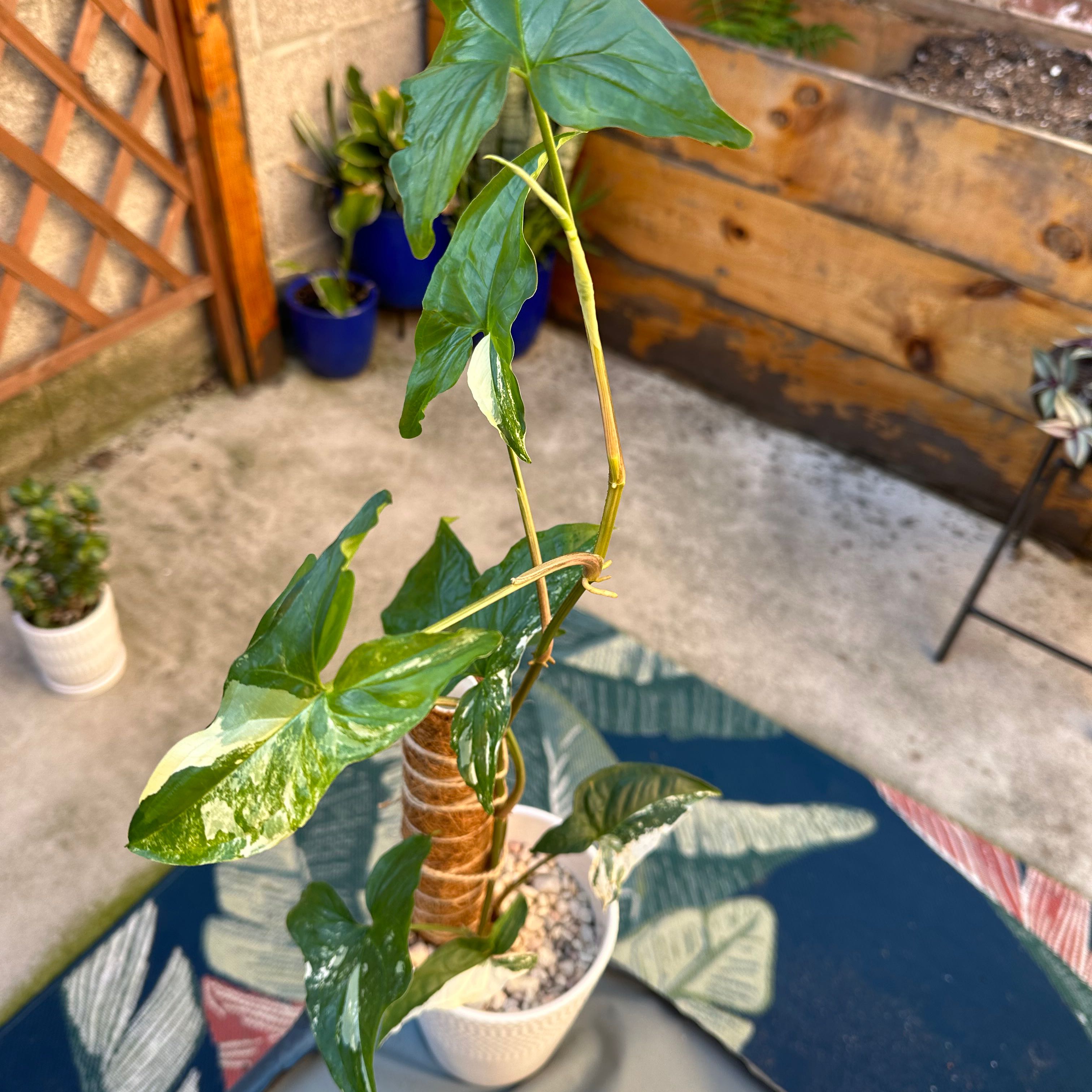 Variegated Arrowhead Vine in a pot with visible soil, healthy green leaves, and some variegation.