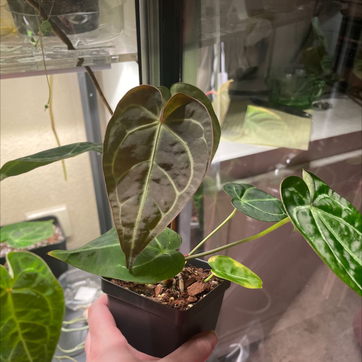 Anthurium crystallinum magnificum plant with large, dark green leaves and prominent white veins in a small pot.