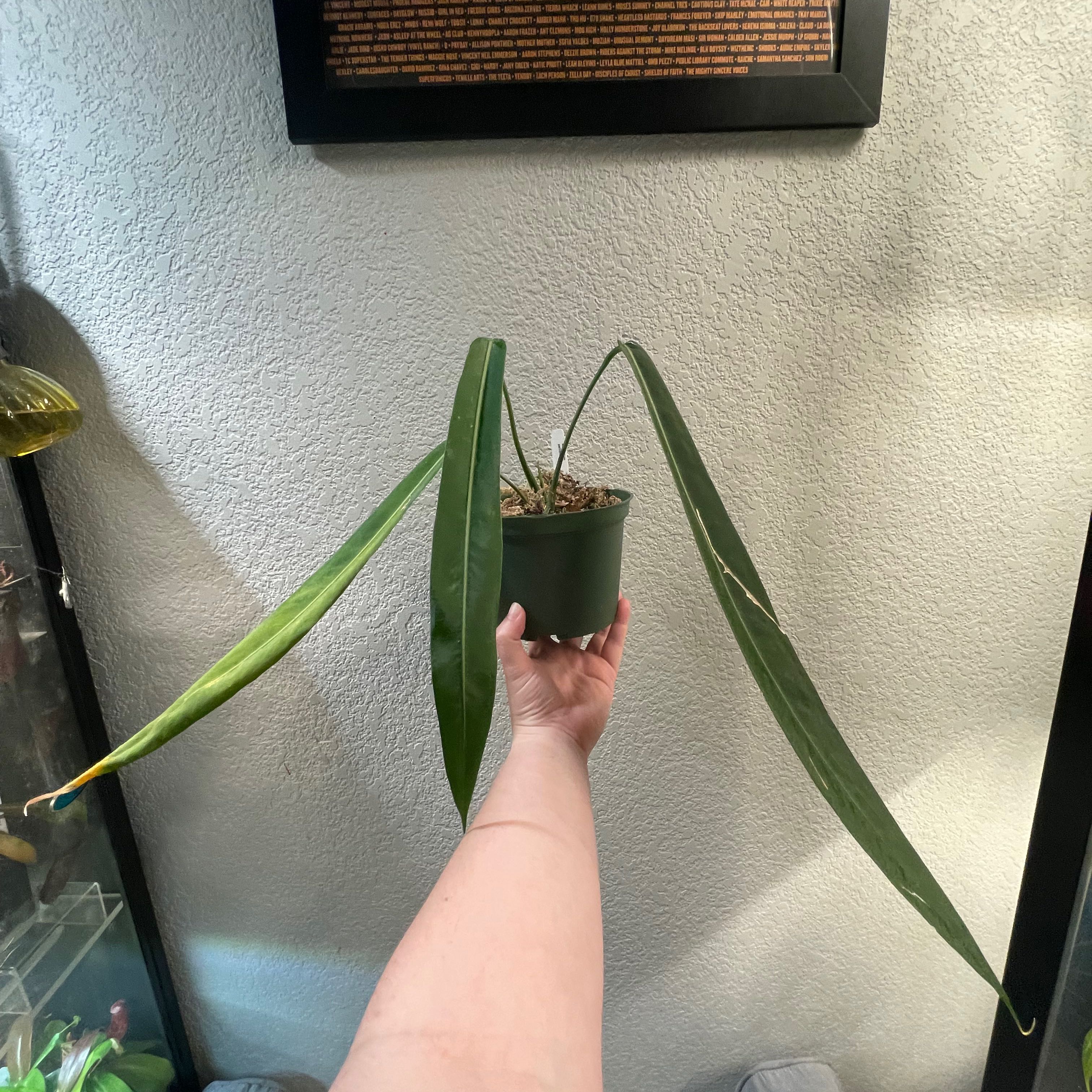 Strap Leaf Anthurium plant with long, narrow leaves, held by a hand. One leaf shows yellowing at the tip.