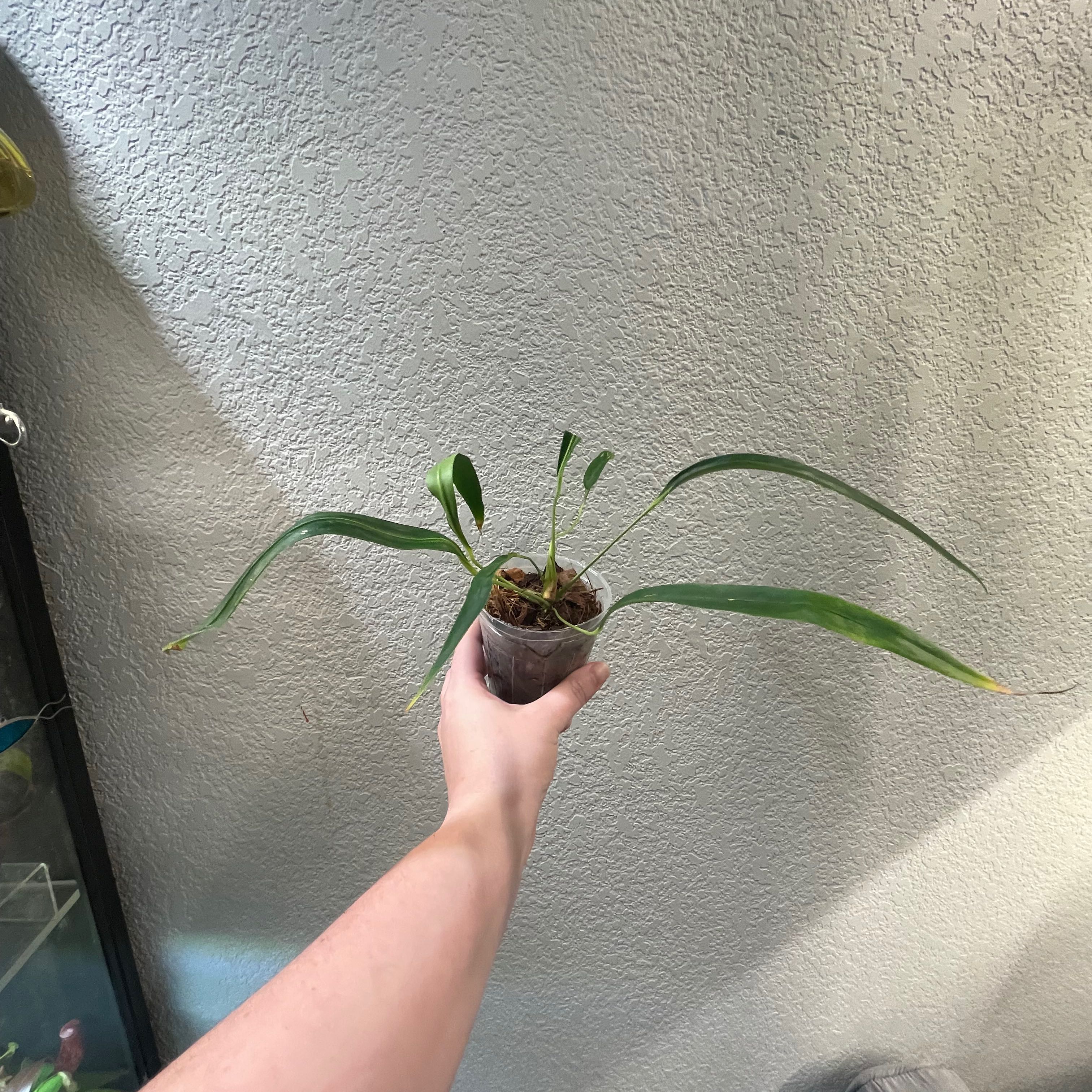 Why Are My Anthurium pallidiflorum Leaves Curling?
