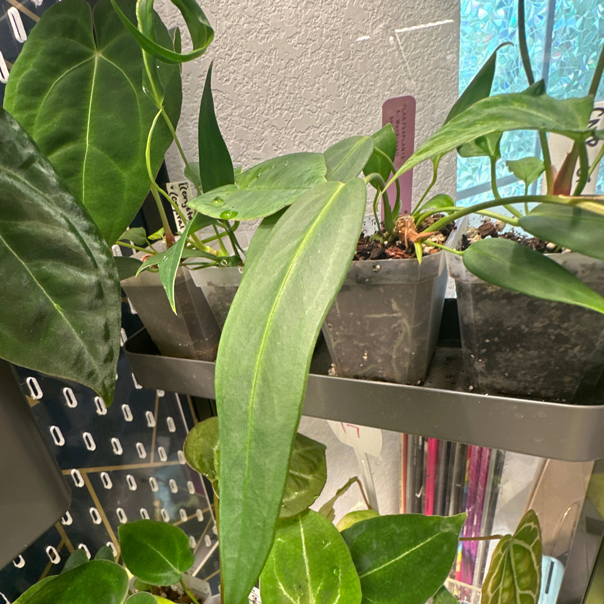 Photo of the plant species Anthurium Wendlingeri by @Steph named Diana on Greg, the plant care app