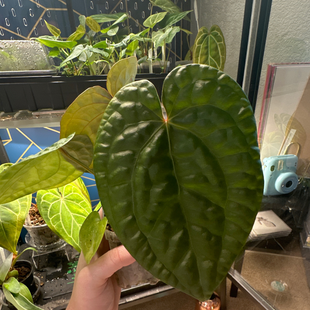 Anthurium Luxurians leaf held by a hand, with other plants in the background.