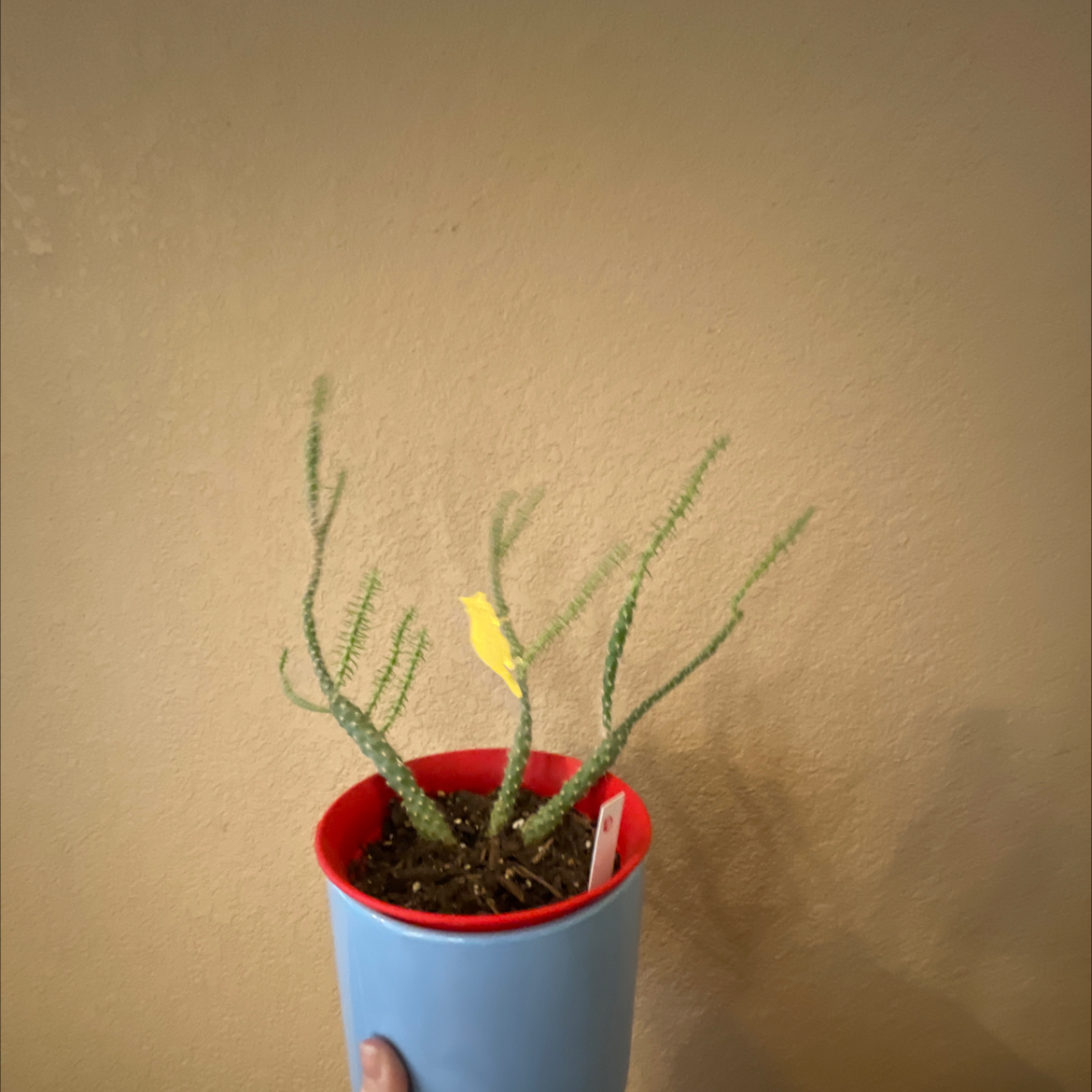 Photo of the plant species Rat Tail Cactus by @Steph named Palm tree on Greg, the plant care app