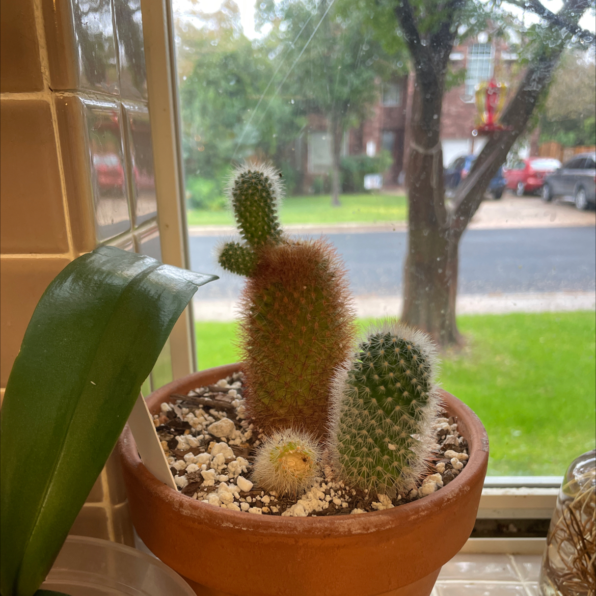 Potted Mexican Pincushion cactus on a windowsill with visible soil and no signs of distress.