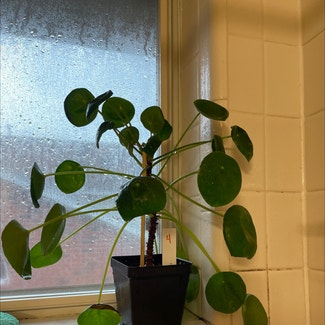 Chinese Money Plant plant in Austin, Texas