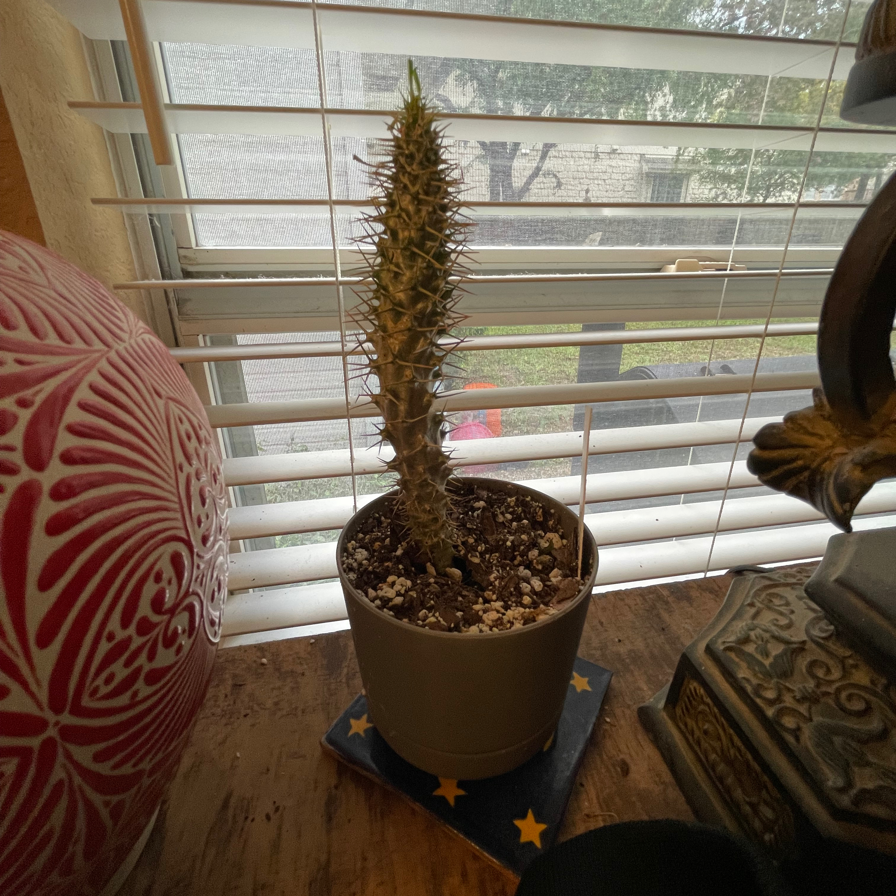 Madagascar Palm in a pot near a window with visible soil.