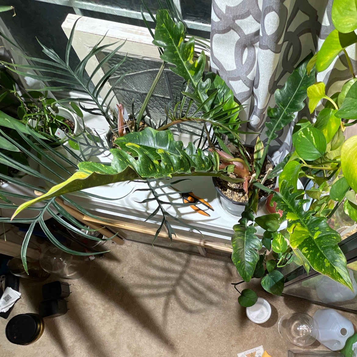 Philodendron 'Ring of Fire' plant near a window with yellowing and browning leaves, among other plants.