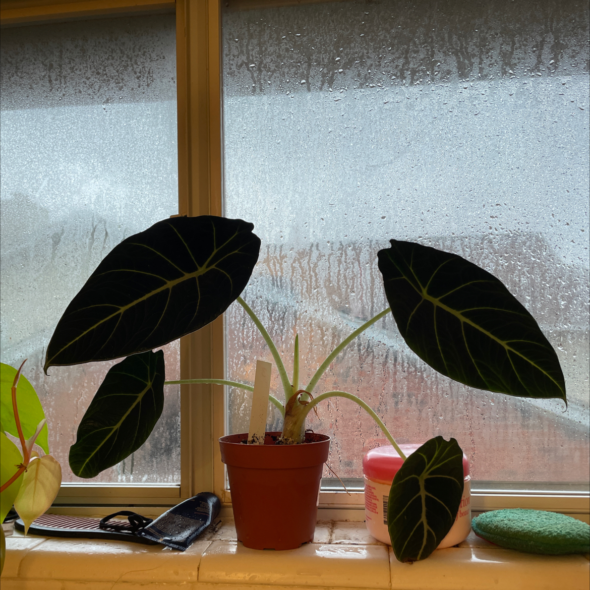 Black Velvet Alocasia plant in a pot on a windowsill with large, dark green leaves and white veins.