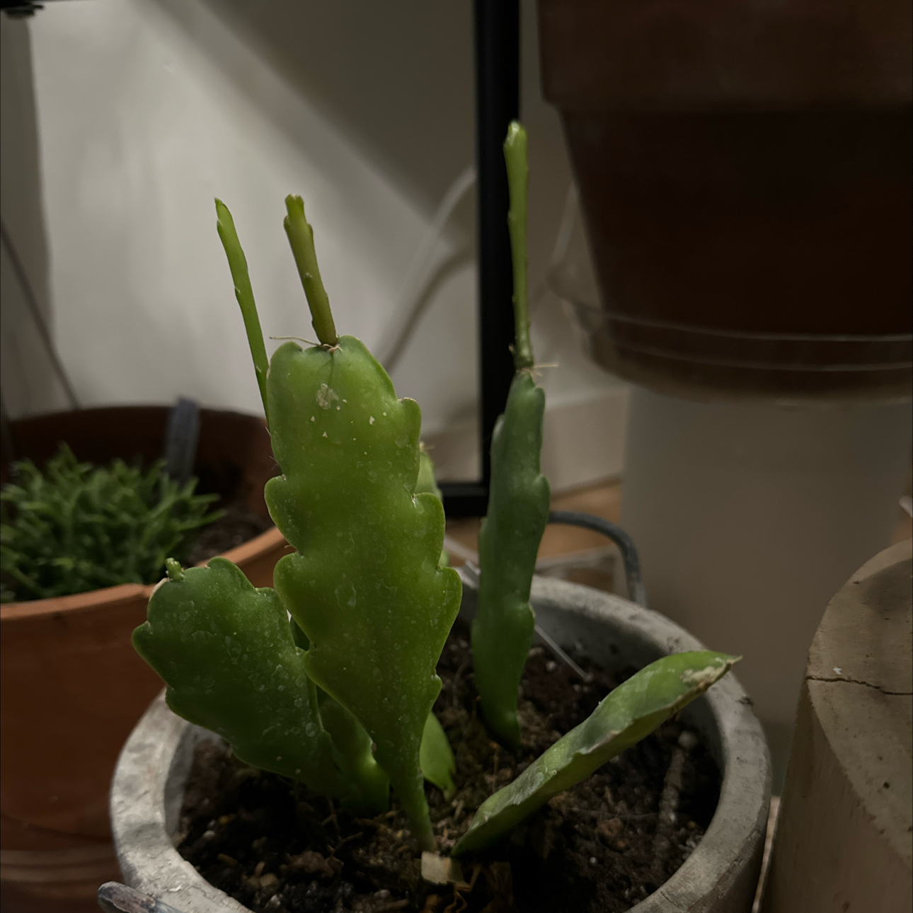 Photo of the plant species Assorted Epiphyllum by @ElegantYuzu named Prickle Rick on Greg, the plant care app