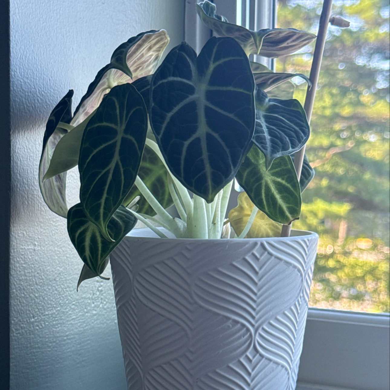 Photo of the plant species Alocasia Black Velvet Ninja by @ElegantYuzu named Cleopatra on Greg, the plant care app