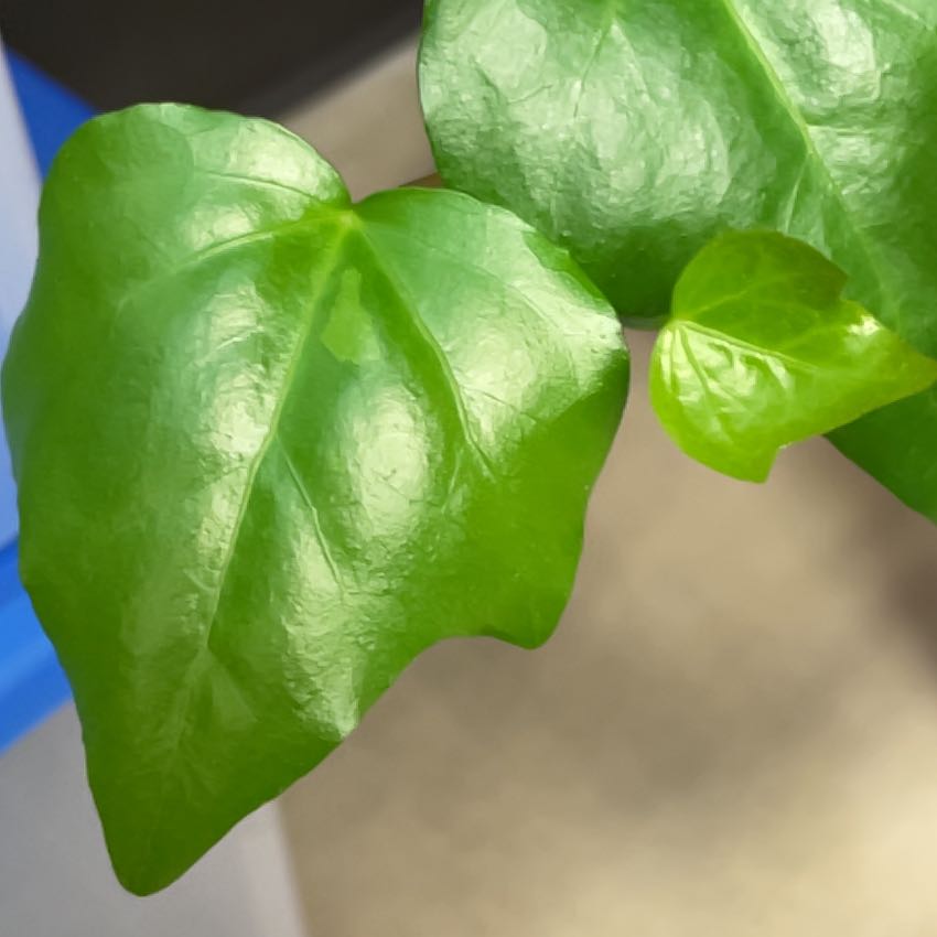 Close-up of a healthy Canarian Ivy plant with vibrant green leaves.