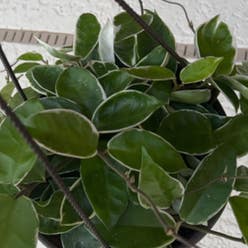 Hoya Krimson Queen plant