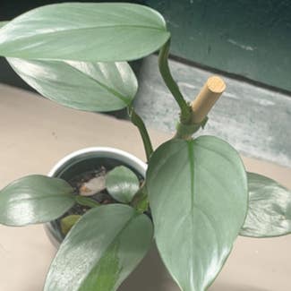 Silver Sword Philodendron plant in Somewhere on Earth