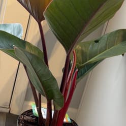 Philodendron 'Red Congo' plant