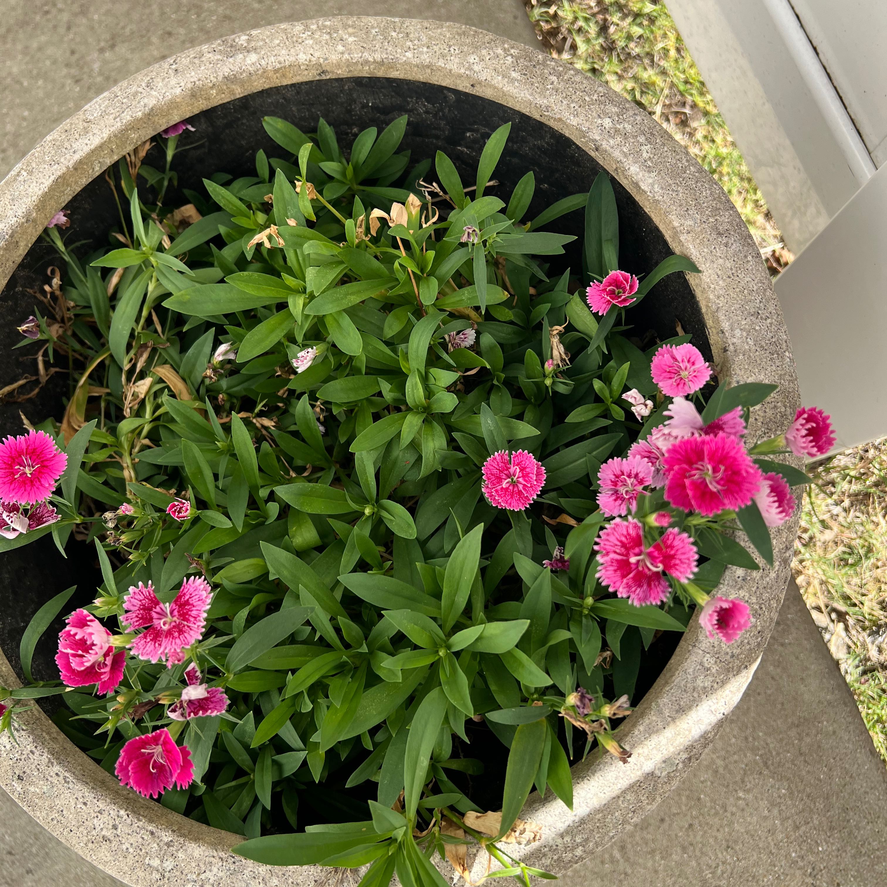 Potted Chinese Pink (Dianthus chinensis) with vibrant pink flowers and green leaves.