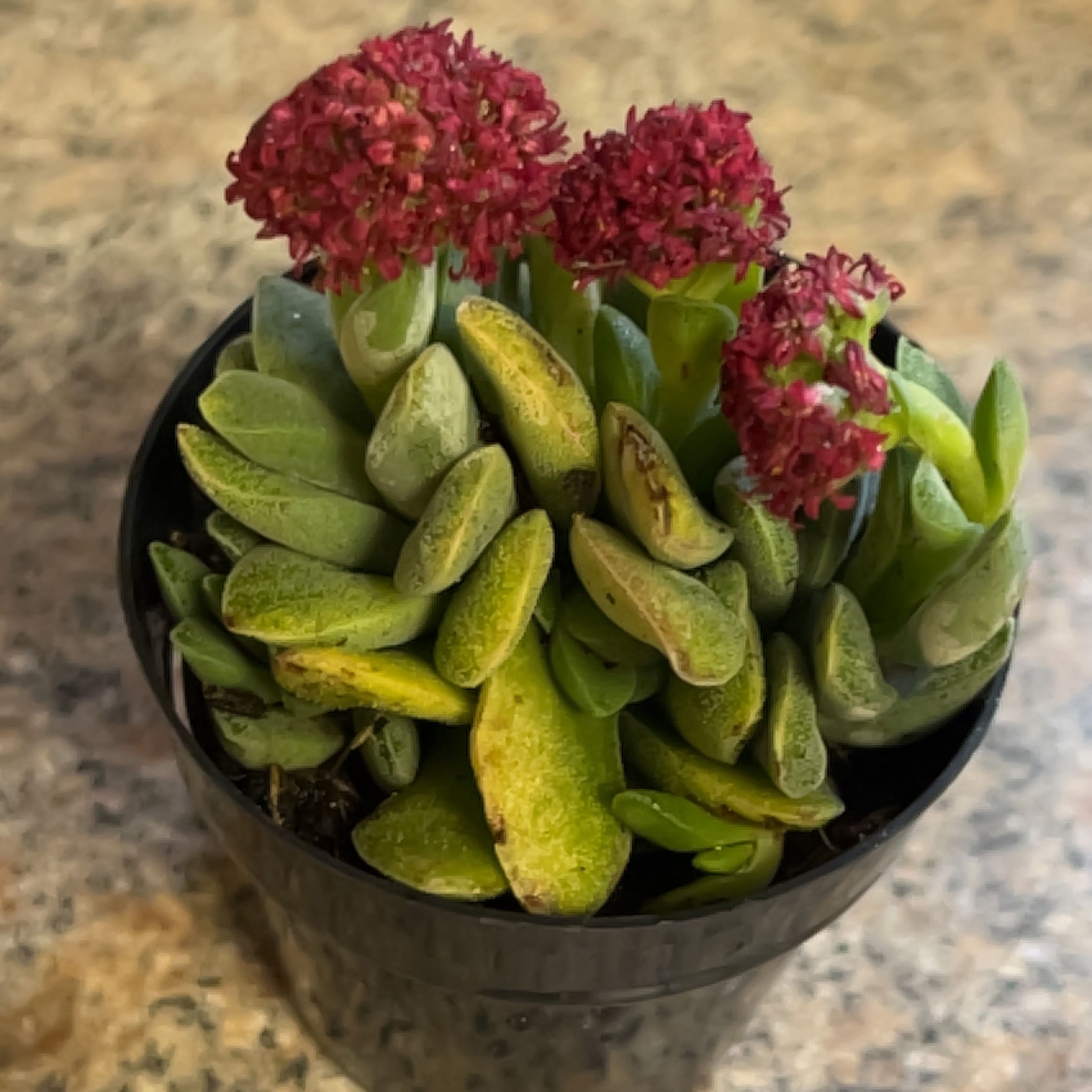 Photo of the plant species Crassula 'Morgan's Beauty' by @AdmirableGreen named Demi on Greg, the plant care app