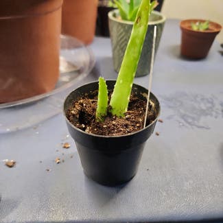 Aloe Vera plant in Tooele, Utah