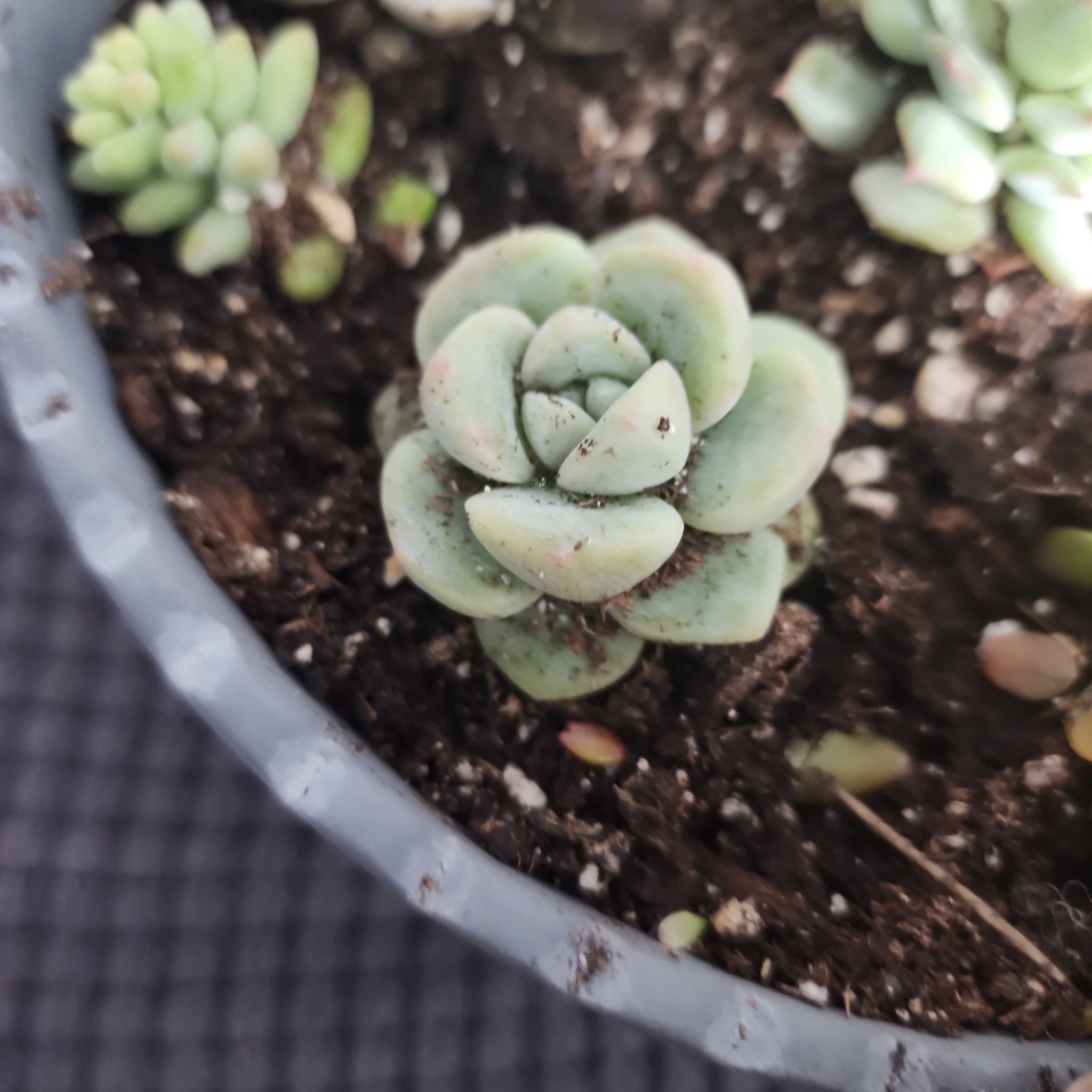 Photo of the plant species Ice Echeveria by @DiverseGerbera named Echeveria ice green on Greg, the plant care app