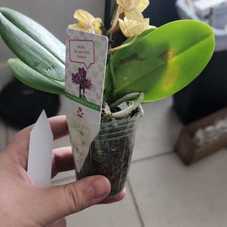 Phalaenopsis Orchid plant in Tooele, Utah