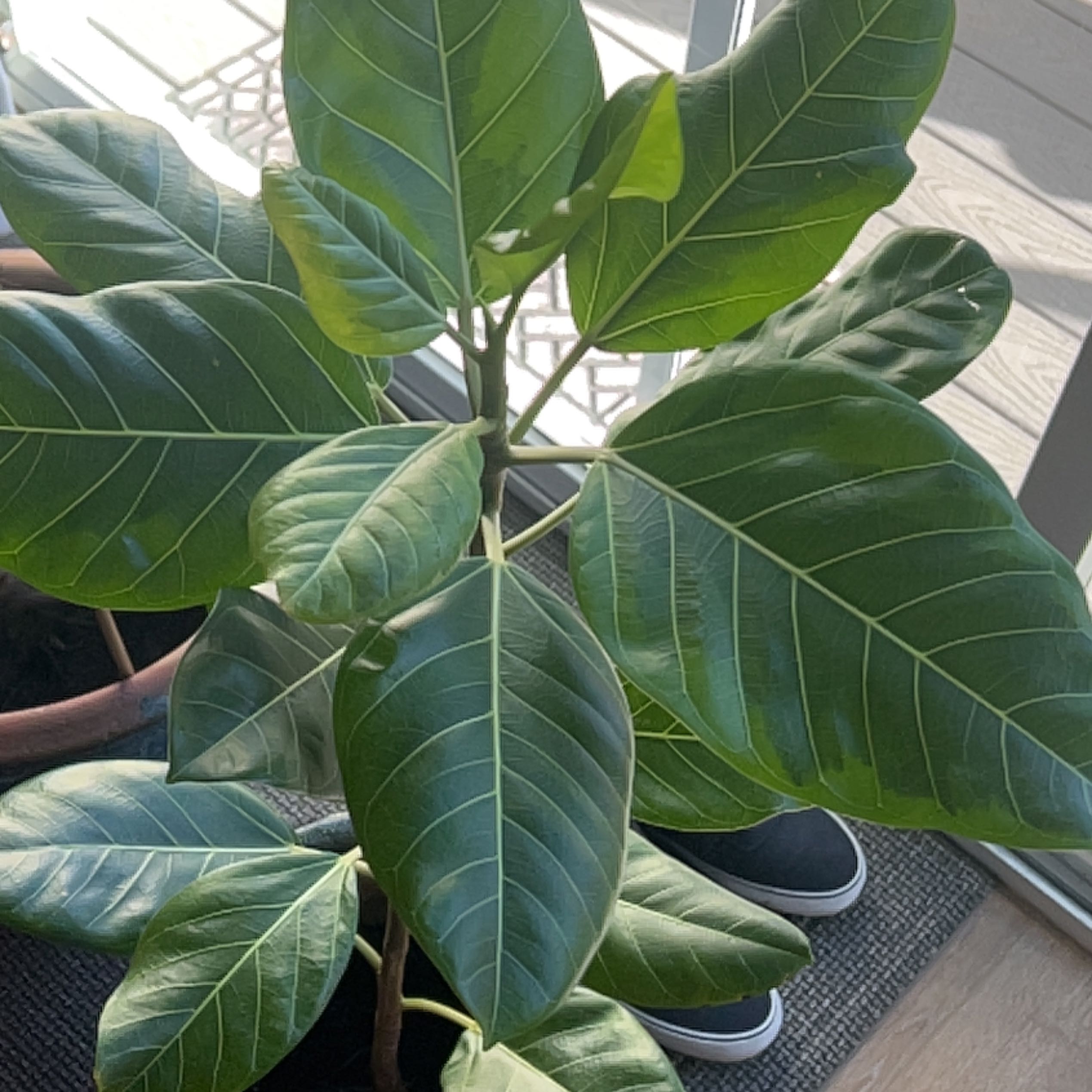 Healthy Florida Strangler Fig with large, glossy green leaves.