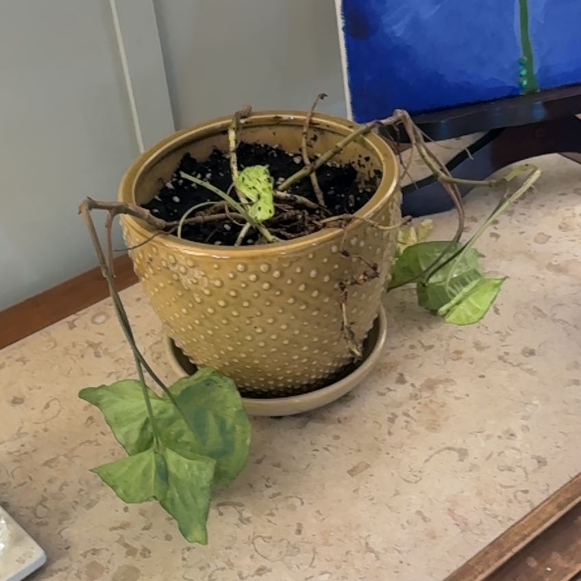 Photo of the plant species Arrowhead by @GuiltfreeMarimo named Sahara on Greg, the plant care app