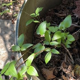 Photo of the plant species Sweet Autumn Virginsbower by @GuiltfreeMarimo named Anne on Greg, the plant care app