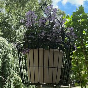 Photo of the plant species Plectranthus ecklonii by @GuiltfreeMarimo named Captain Plant-it on Greg, the plant care app