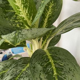 Photo of the plant species Aglaonema 'Golden Bay' by @WhizForkedrush named Achilles on Greg, the plant care app