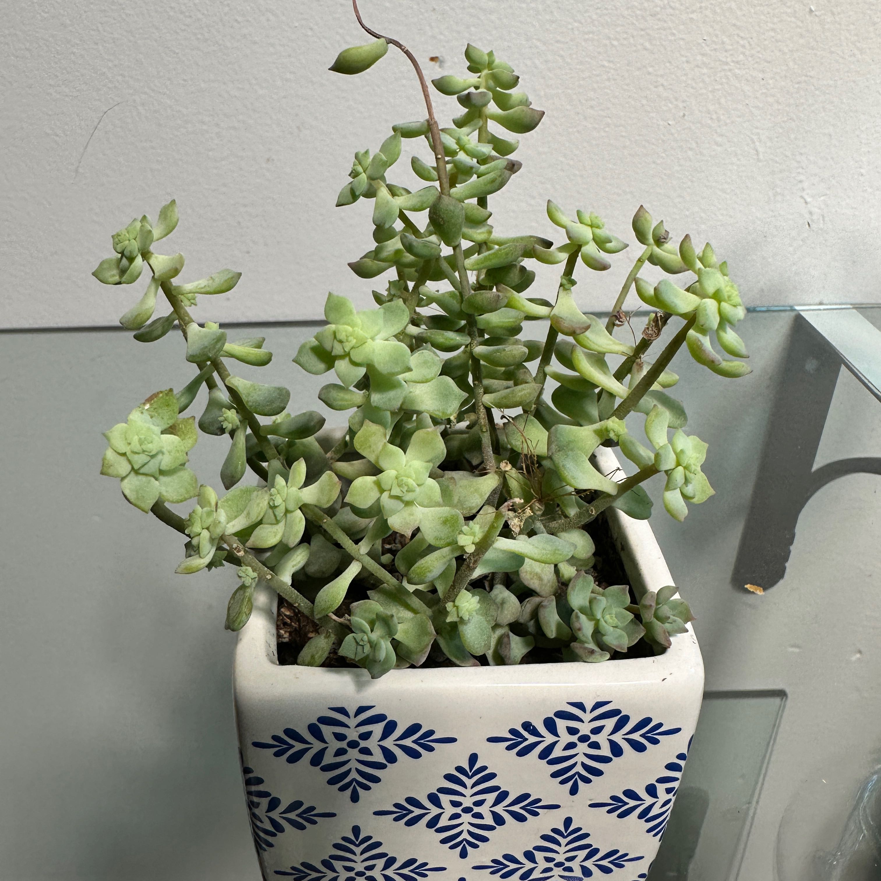Photo of the plant species Cliff Sedum by @UncorruptedBlue named Tree Diddy on Greg, the plant care app