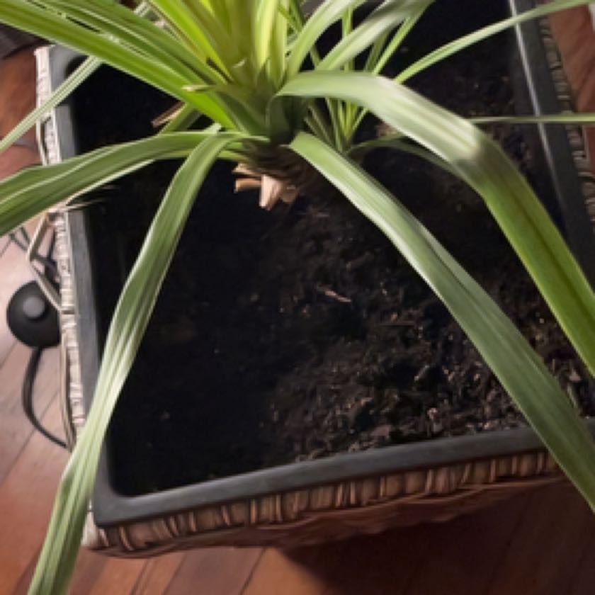 Photo of the plant species Blunt Spikerush by @FastChamomile named ChloroPhil on Greg, the plant care app