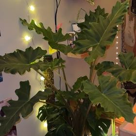 Photo of the plant species Alocasia 'Portora' by @Blakedrbn named Sonora on Greg, the plant care app