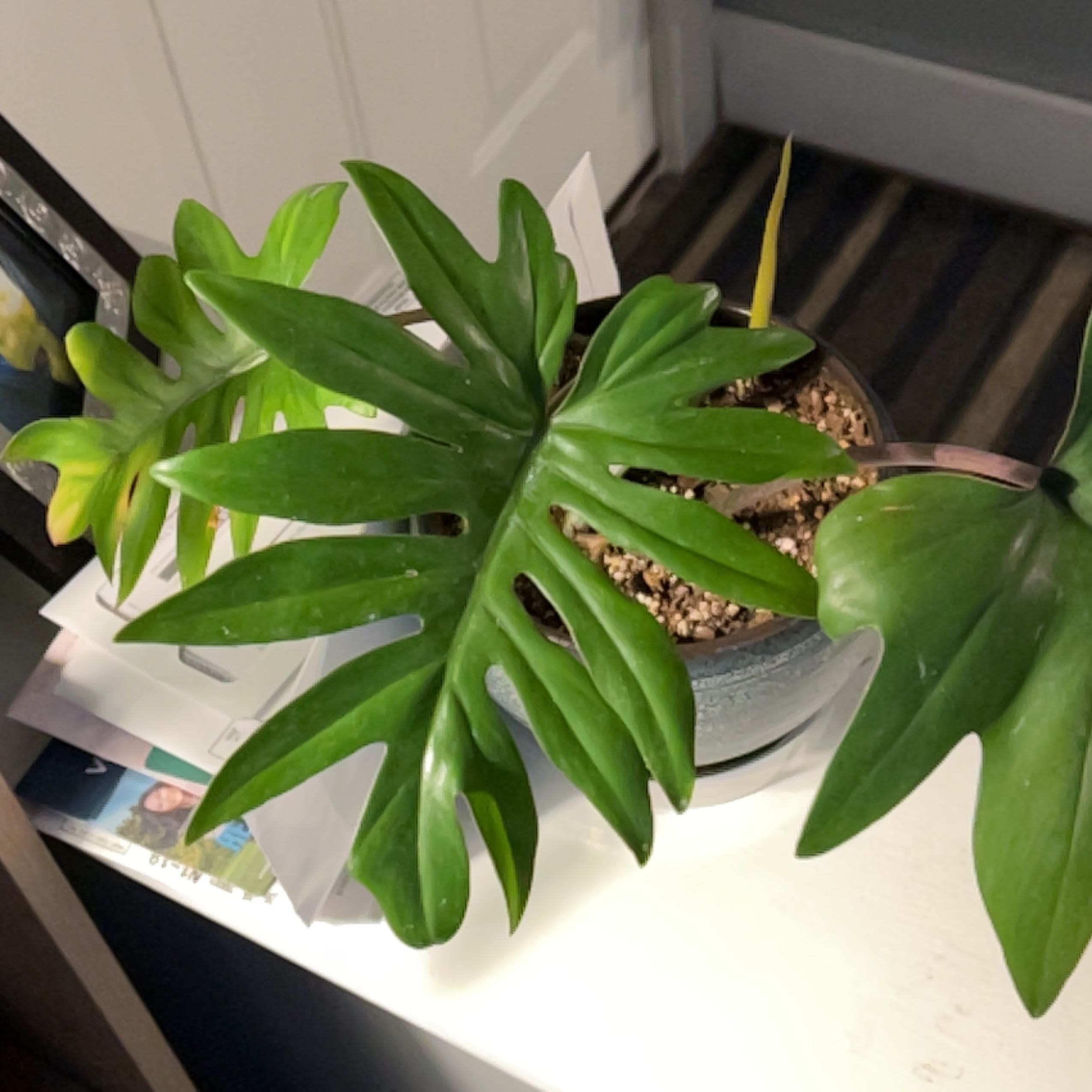 Philodendron mayoi plant with deeply lobed leaves in a pot with visible soil.