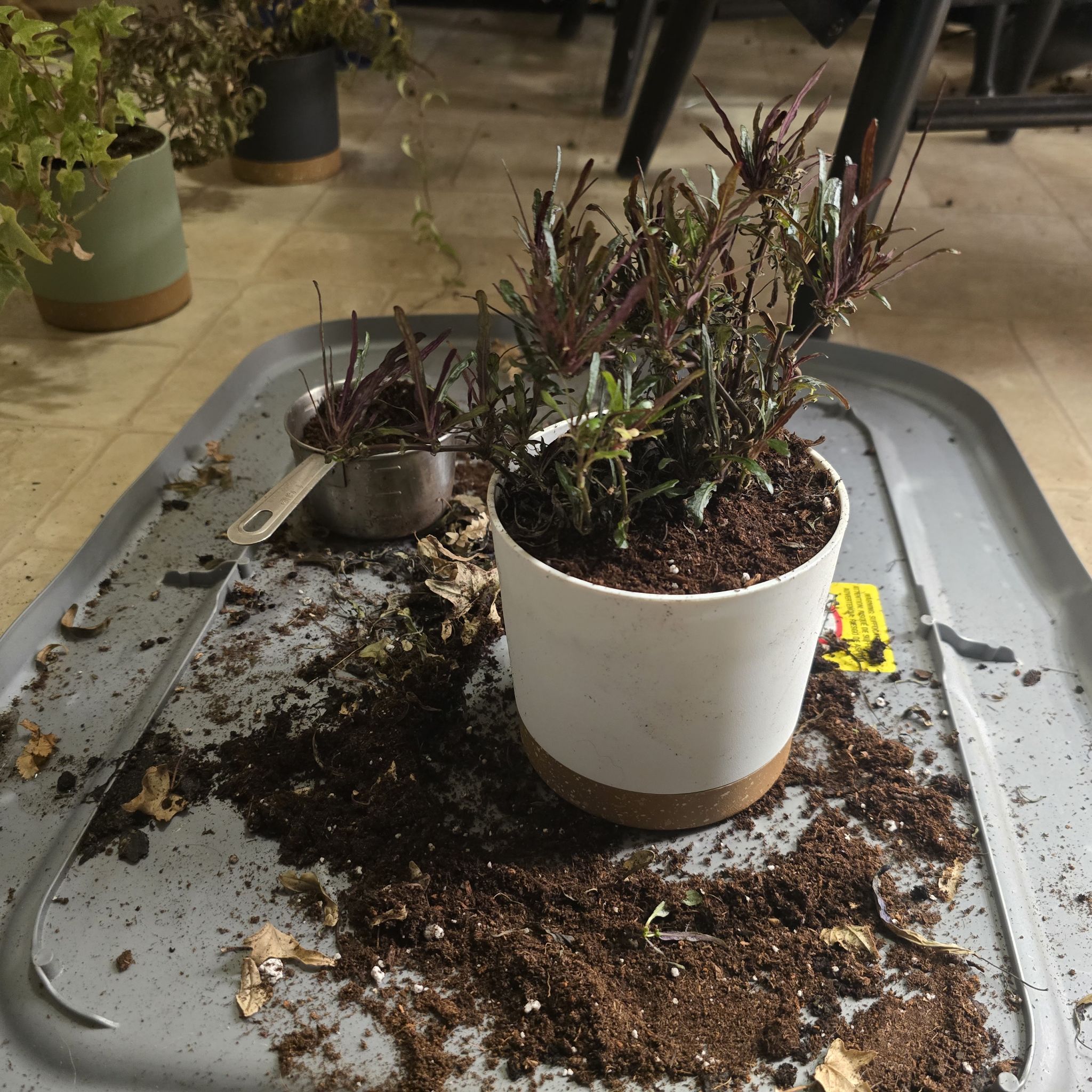 Potted Dragon's Tongue plant with visible soil and some browning leaves.