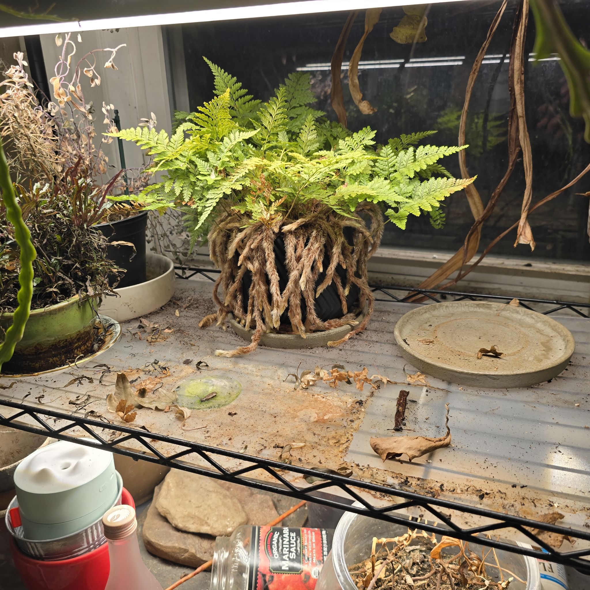 Black Rabbit's Foot Fern on a shelf under a grow light with visible rhizomes and green fronds.