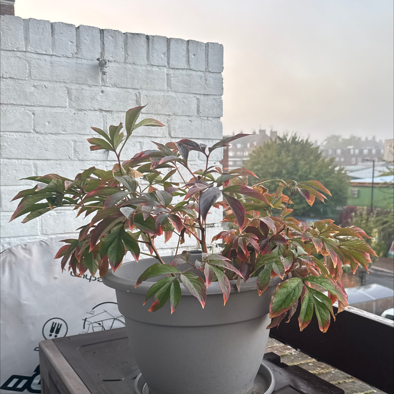 Photo of the plant species Peonies by @Katiestar named Marilyn on Greg, the plant care app