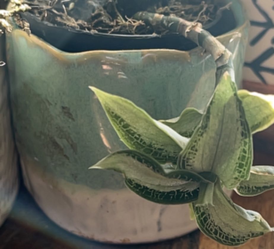 Photo of the plant species Jewel Orchid by @SocialWinika named Fernie Mercury on Greg, the plant care app